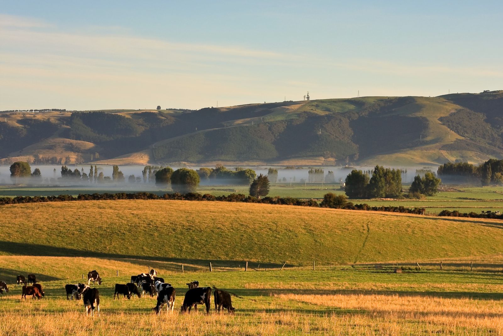Golden farmland pasture with grazing cattle and misty hills at dawn